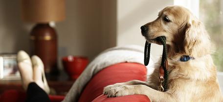 Hund mit Leine im Maul sitzt auf rotem Sofa, bereit für einen Spaziergang.  