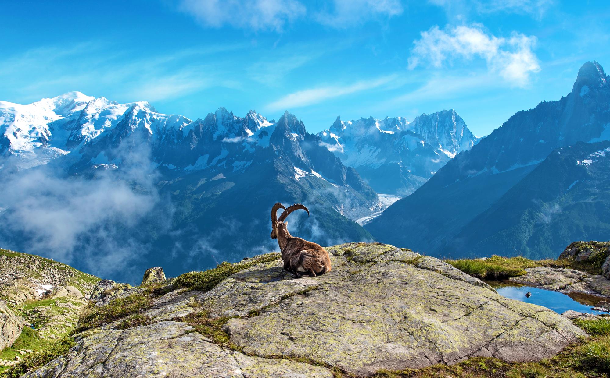 Mountain landscape with seated goat on rocks and snow-covered peaks in background.