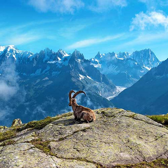 Berglandschaft mit sitzender Ziege auf Felsen vor schneebedeckten Gipfeln. 
