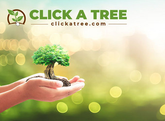 Hände halten einen kleinen Baum mit „Click A Tree“-Logo im Hintergrund.