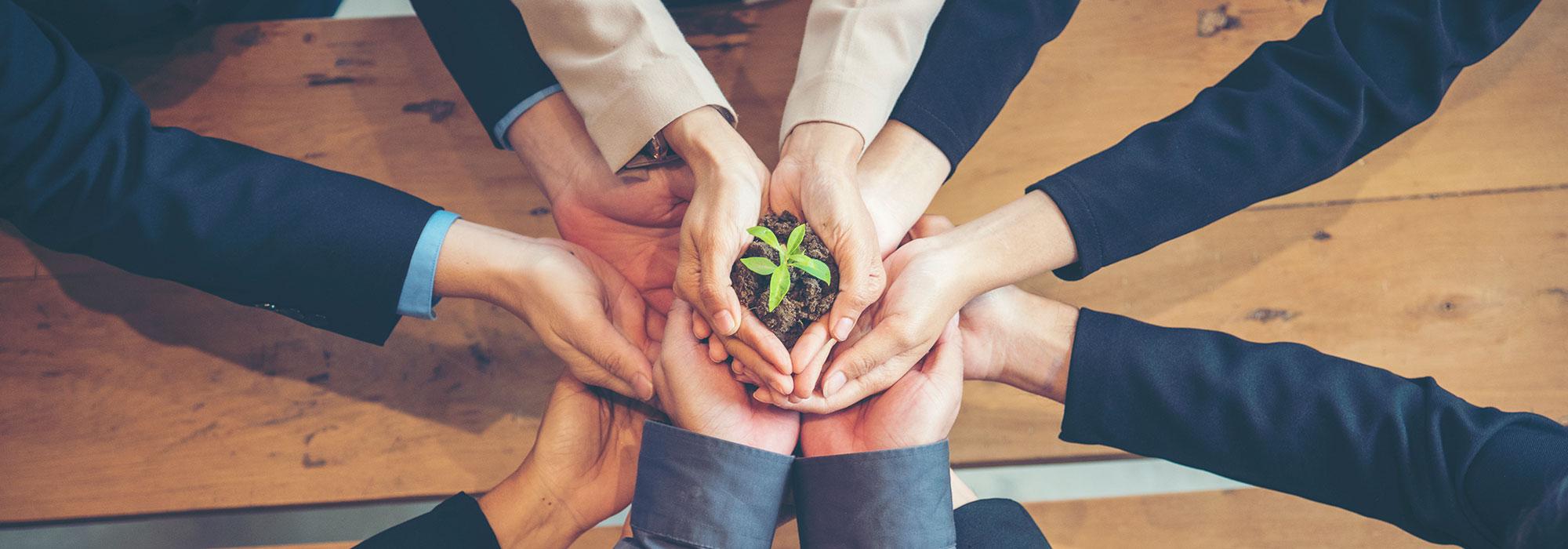 Mehrere Hände halten gemeinsam Erde mit einer kleinen grünen Pflanze.