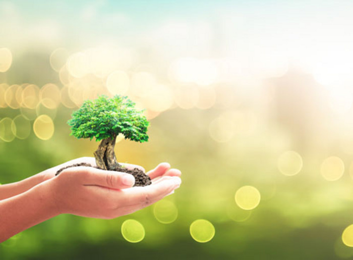 Hände halten kleine Pflanze auf Erde vor grünem Hintergrund.