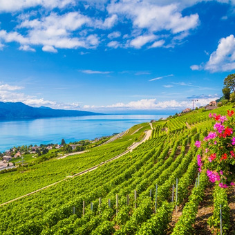 Genfer See mit Weinbergen, Blumen und Alpenkulisse unter blauem Himmel.