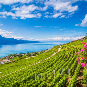 Lake Geneva with vineyards, flowers, and alpine backdrop under blue sky.